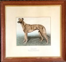 1927 photograph of greyhound "Golden Seal" the winner of the Waterloo Cup and owned by A Gordon