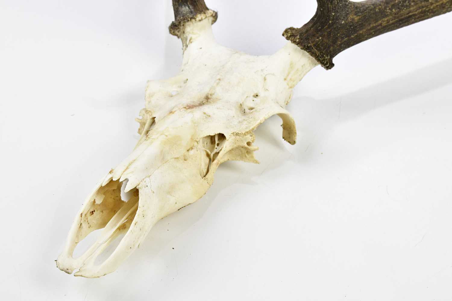 TAXIDERMY; a set of antlers on skull, height 92cm. - Image 2 of 3