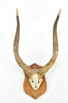 TAXIDERMY; a set of ibex antlers on shield shaped back plate, height 61cm.