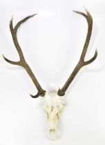 TAXIDERMY; a set of antlers on skull, height 92cm.