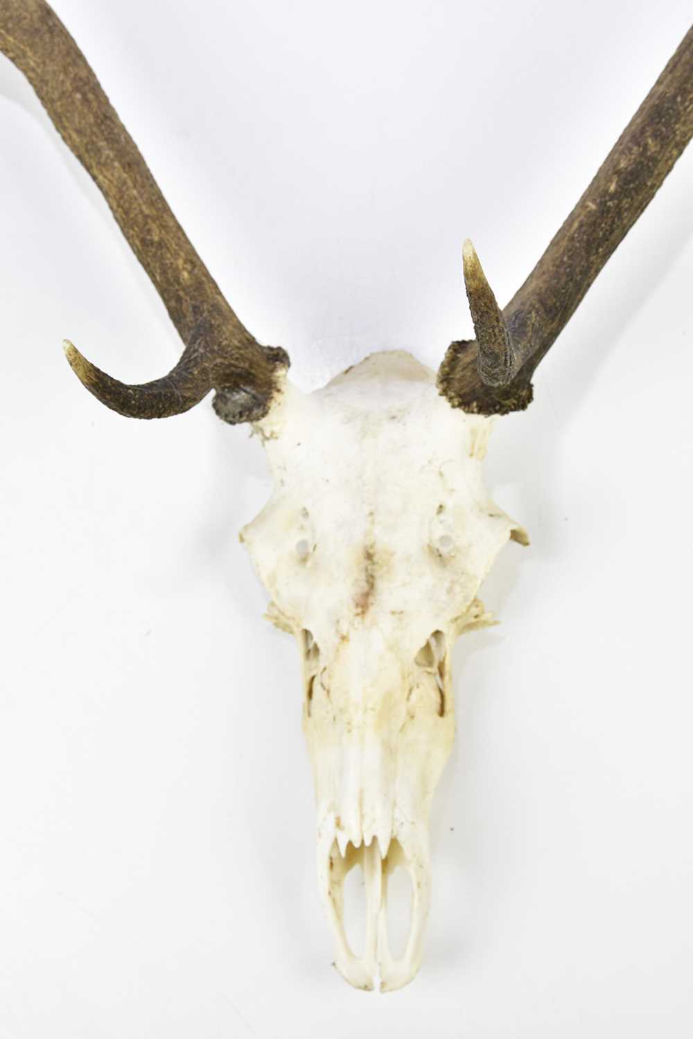 TAXIDERMY; a set of antlers on skull, height 92cm. - Image 3 of 3
