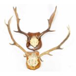 TAXIDERMY; a set of deer antlers on shield shaped back plate, together with a further set of ten