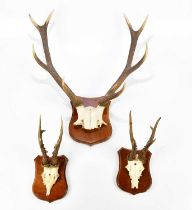 TAXIDERMY; a ten point set of antlers on shield back plate, height 57cm, together with two roe