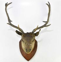TAXIDERMY; a mounted stag's head with antlers on a pitch pine shield, height 70cm.