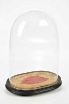 A Victorian oval glass dome on stand, height 39cm.