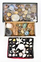 An extensive collection of stones, natural fossils, and shells, including starfish, conch shell,