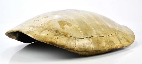 X TAXIDERMY; a loggerhead blond turtle shell, length 70cm. CITES No.24GBA10TWCDV7 Condition