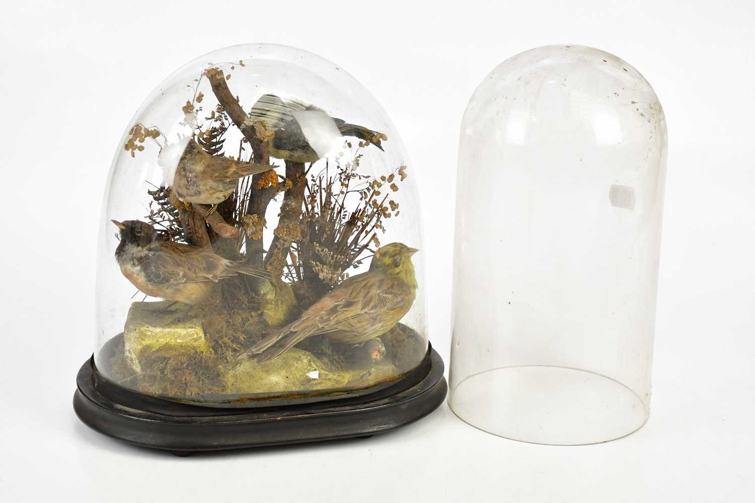 A late 19th/early 20th century display of garden birds including a titmouse, in a glass dome, height