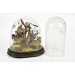 A late 19th/early 20th century display of garden birds including a titmouse, in a glass dome, height