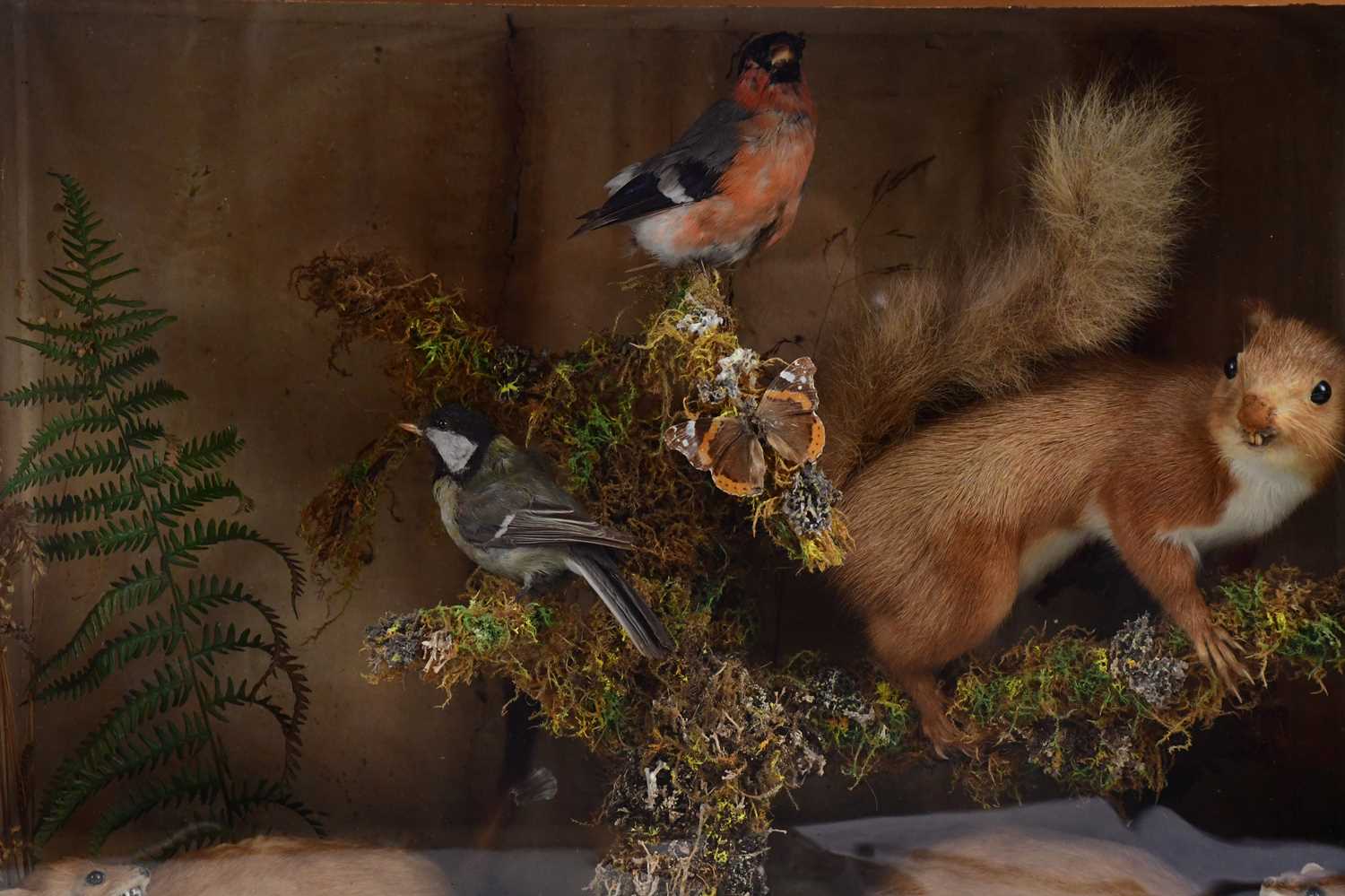 TAXIDERMY; a cased group of a red squirrel, two weasels and birds, height 42cm, width 53cm. - Image 2 of 4