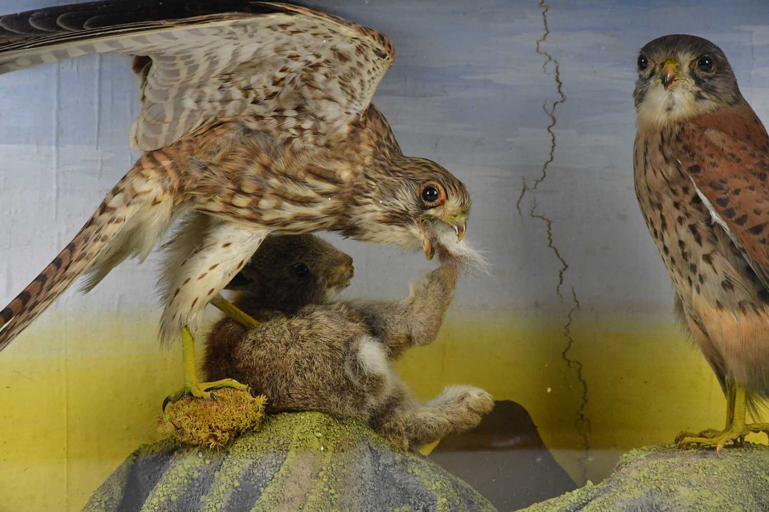 TAXIDERMY; a case containing two kestrels and squirrel, height 40cm, width 61cm. - Image 2 of 4
