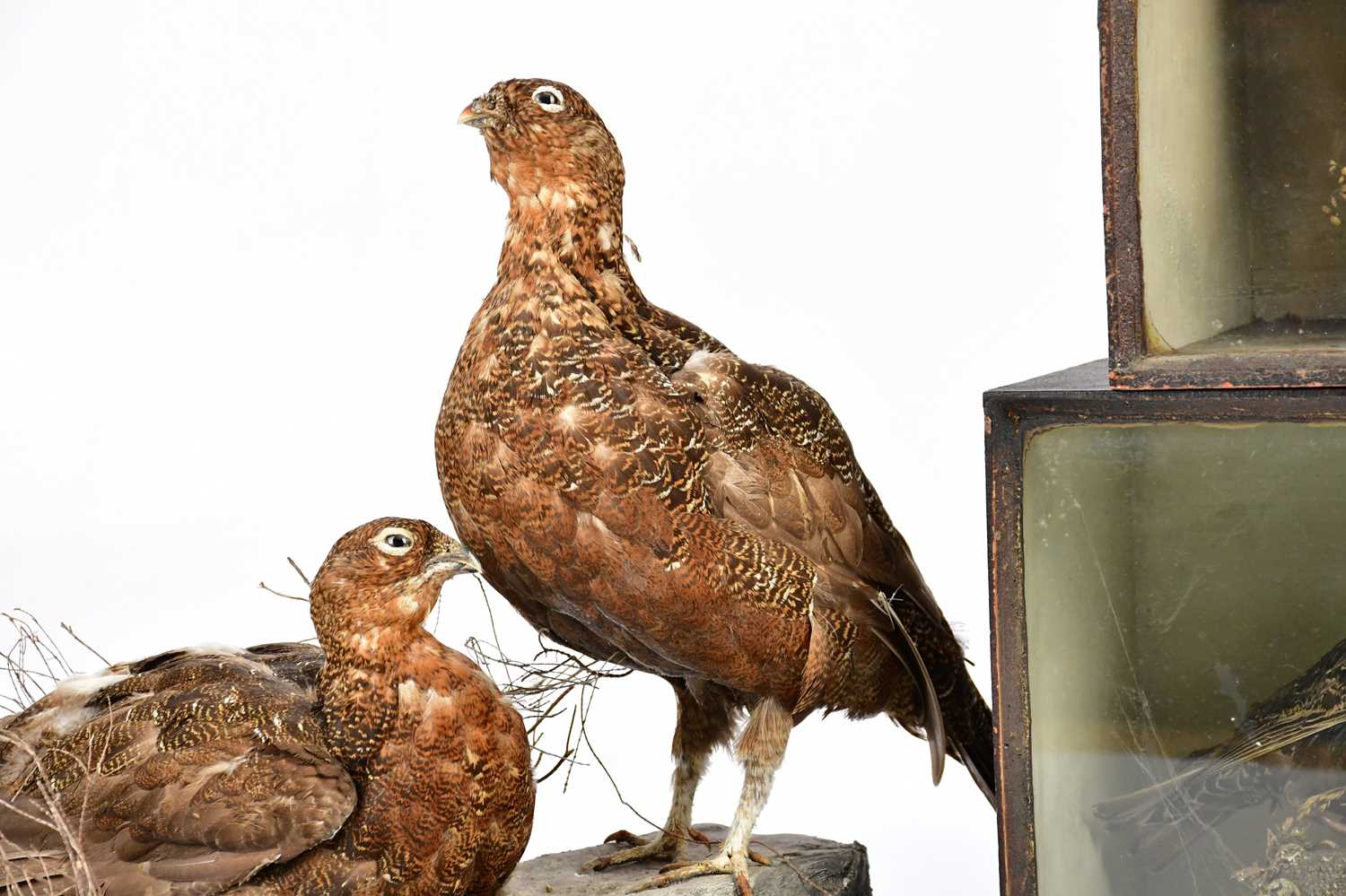 Two early 20th century stained wood taxidermy cases of birds, height 26cm and 23.5cm, with a - Image 2 of 4