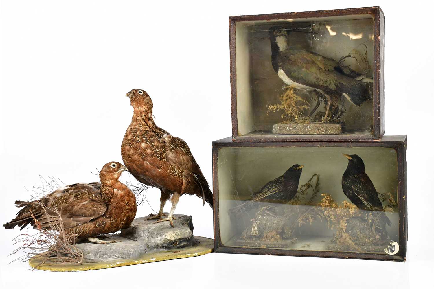 Two early 20th century stained wood taxidermy cases of birds, height 26cm and 23.5cm, with a