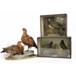 Two early 20th century stained wood taxidermy cases of birds, height 26cm and 23.5cm, with a