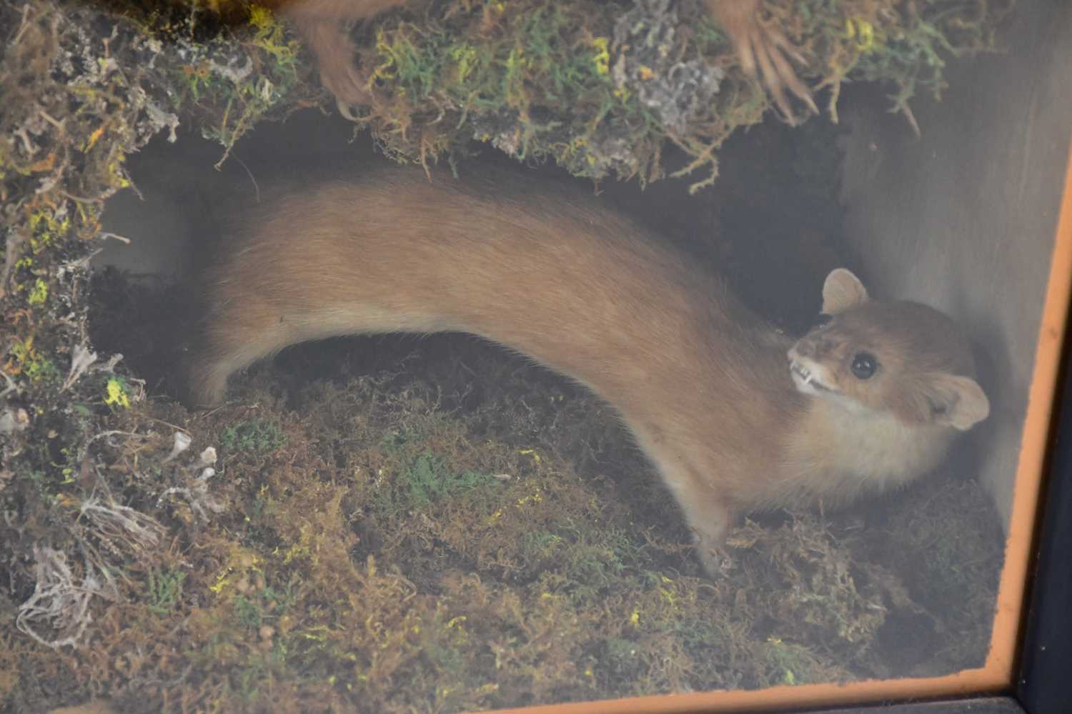 TAXIDERMY; a cased group of a red squirrel, two weasels and birds, height 42cm, width 53cm. - Image 3 of 4