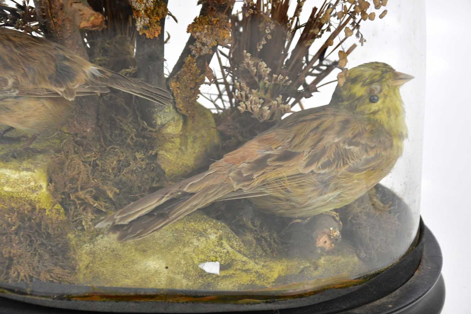 A late 19th/early 20th century display of garden birds including a titmouse, in a glass dome, height - Image 3 of 3