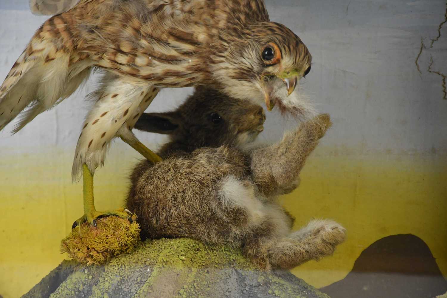 TAXIDERMY; a case containing two kestrels and squirrel, height 40cm, width 61cm. - Image 3 of 4