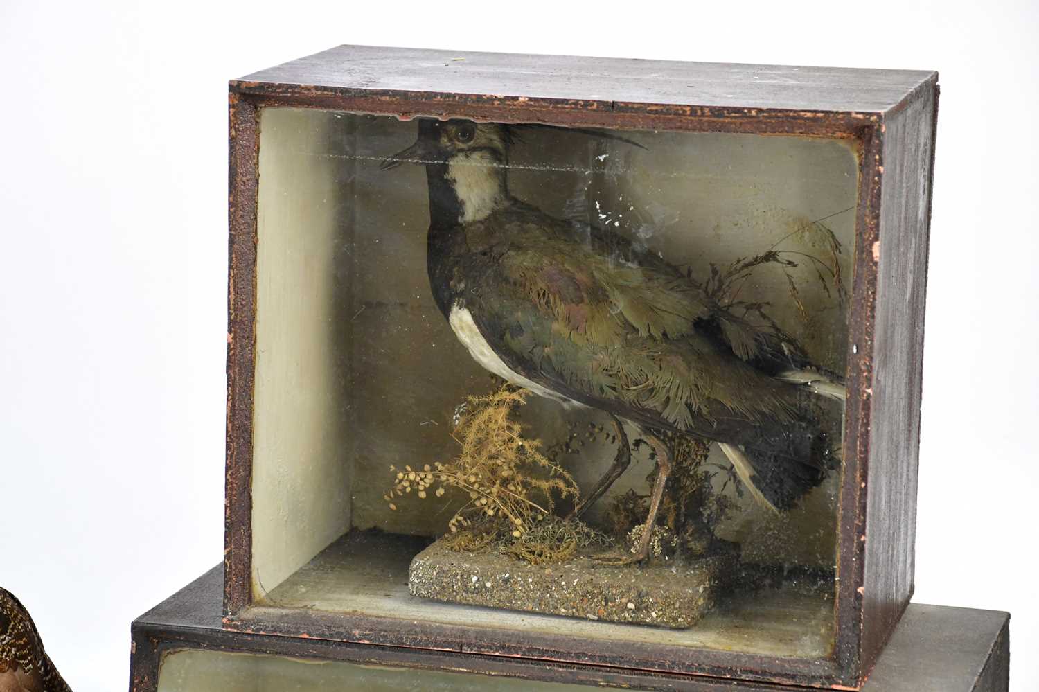 Two early 20th century stained wood taxidermy cases of birds, height 26cm and 23.5cm, with a - Image 4 of 4