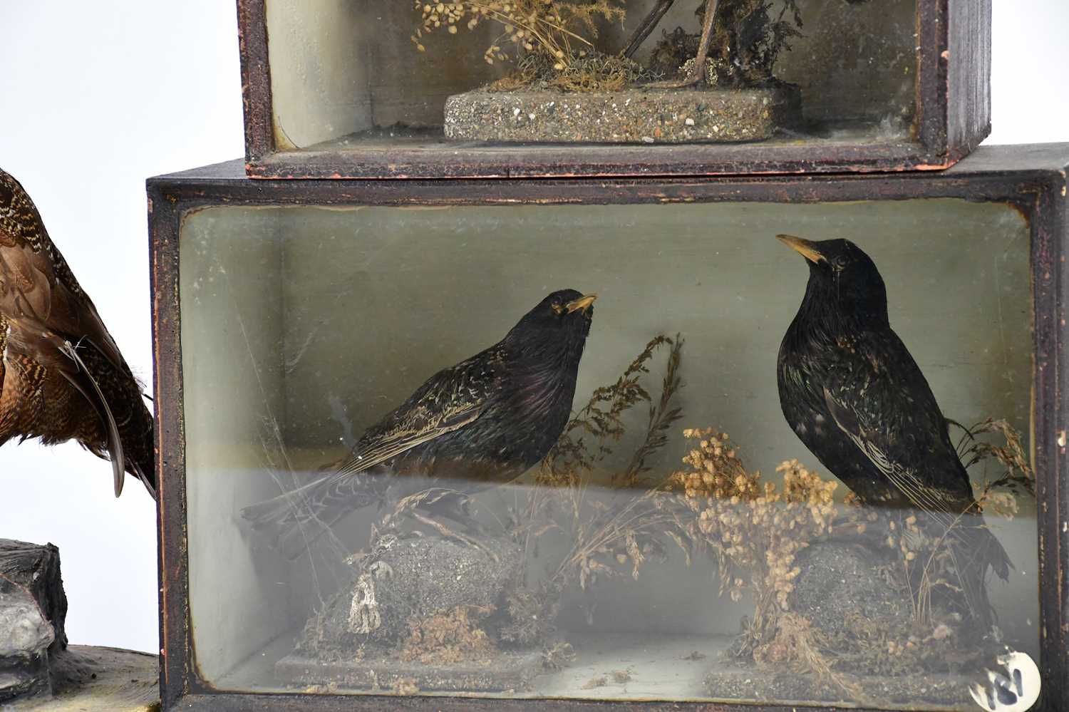 Two early 20th century stained wood taxidermy cases of birds, height 26cm and 23.5cm, with a - Image 3 of 4