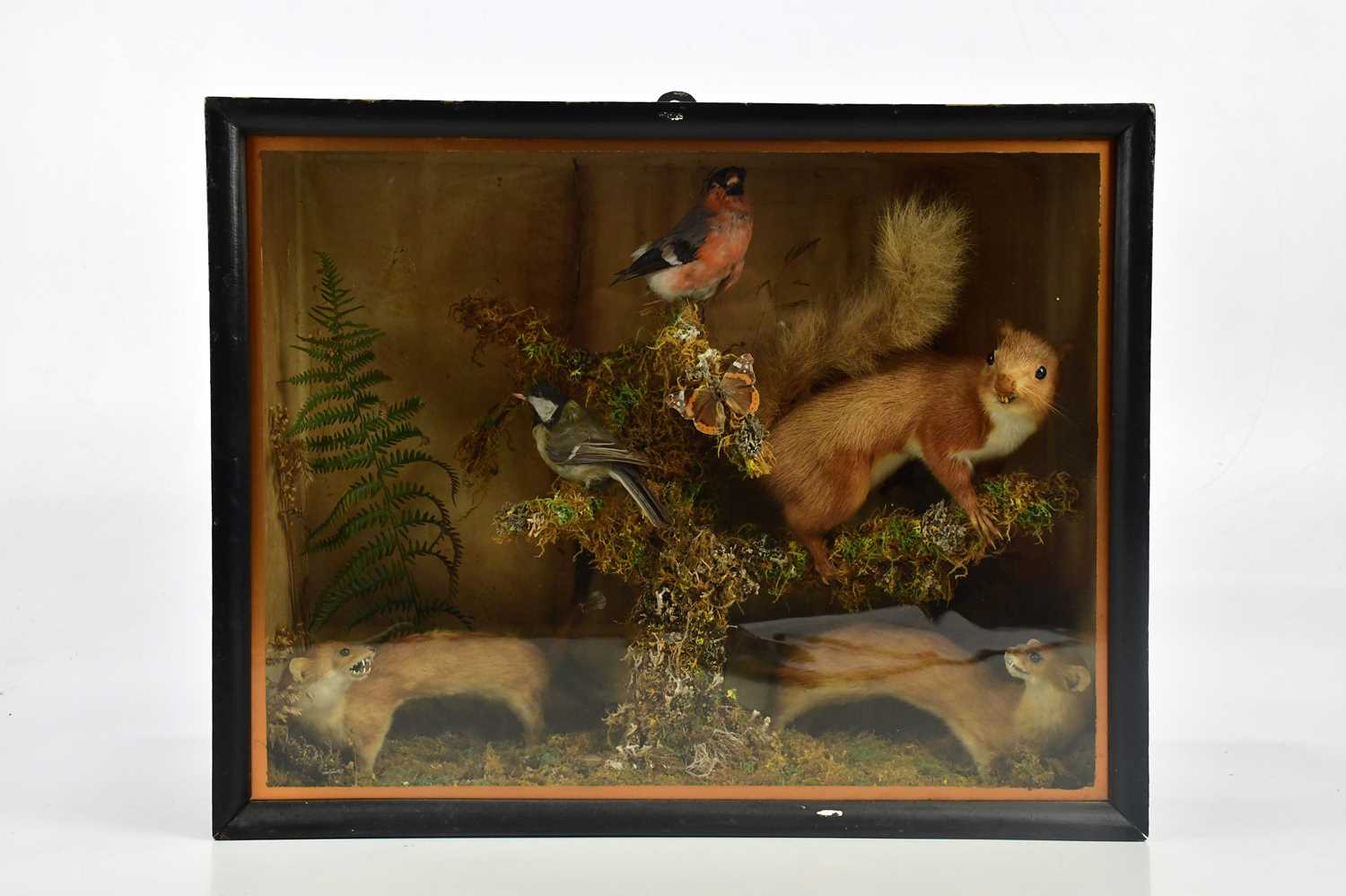 TAXIDERMY; a cased group of a red squirrel, two weasels and birds, height 42cm, width 53cm.