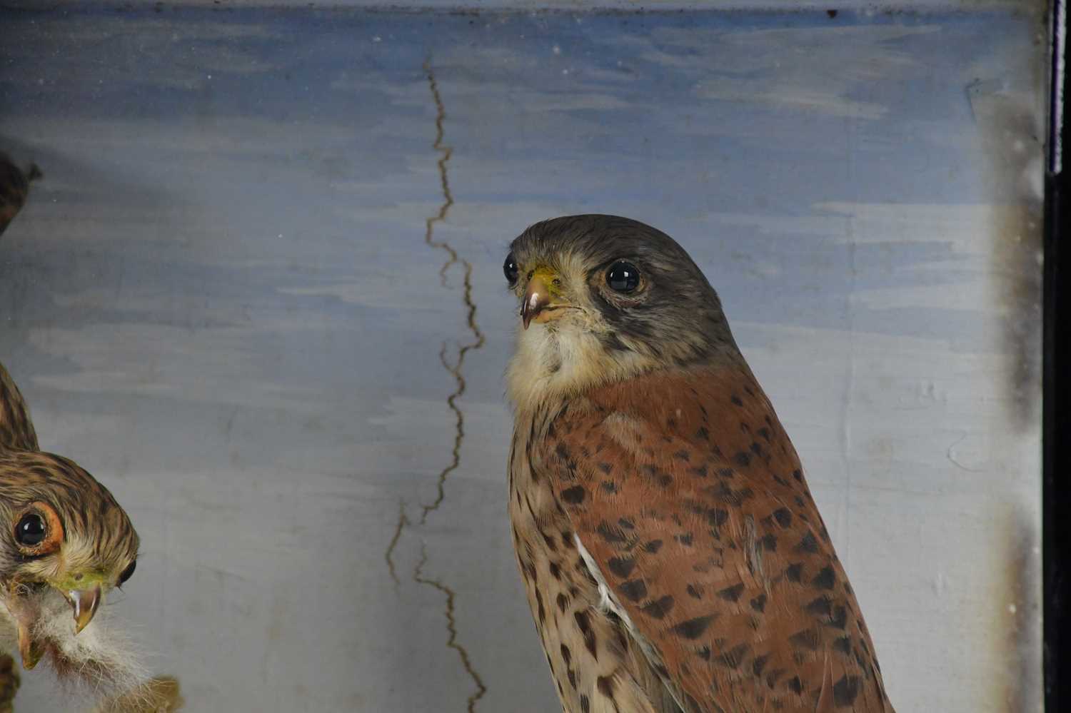 TAXIDERMY; a case containing two kestrels and squirrel, height 40cm, width 61cm. - Image 4 of 4