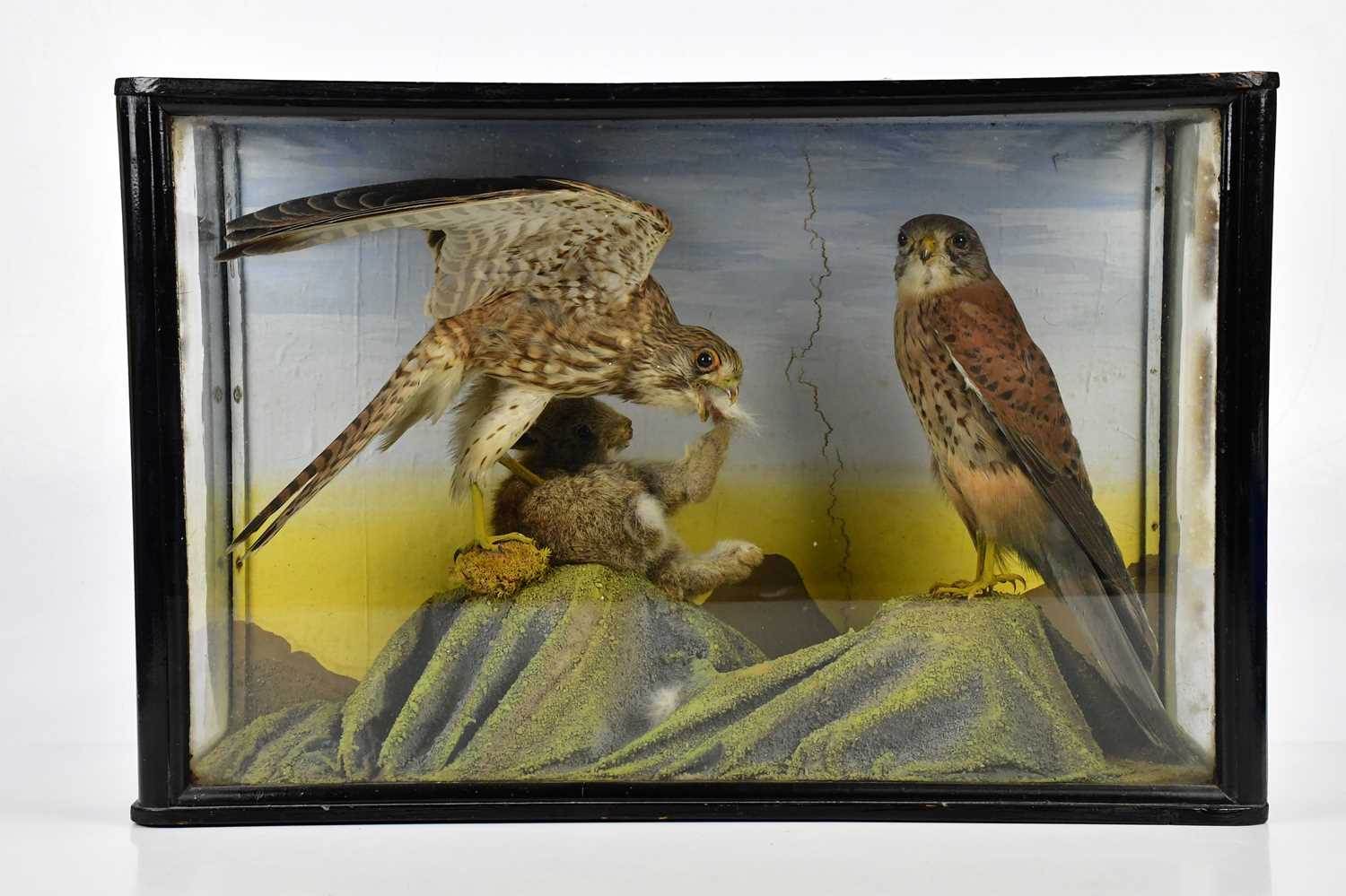 TAXIDERMY; a case containing two kestrels and squirrel, height 40cm, width 61cm.