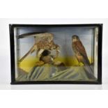 TAXIDERMY; a case containing two kestrels and squirrel, height 40cm, width 61cm.