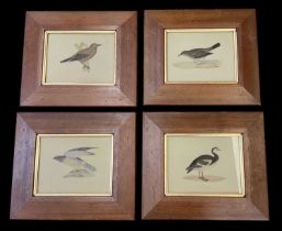 A set of four prints of birds comprising thrush, hen harrier, spur-winged goose and a nutcracker,