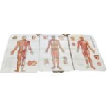 A group of six anatomical posters, each 106 x 66cm.