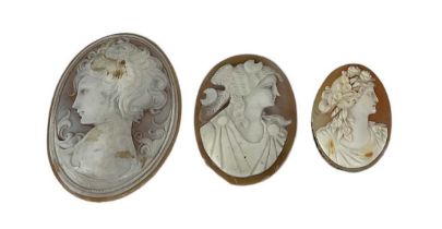 A group of three shell cameos depicting ladies, the largest 6.5 x 5cm, the smallest 4 x 2.5cm (3).