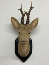 A mid 20th century roe deer head made from ceramic and plaster, flock covered and with a pair of roe