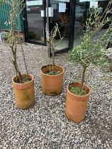 Three olive trees in terracotta pots. Height of tallest pot 44cm, Overall height of tallest tree,