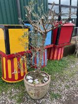 A large olive tree in a terracotta pot, pot height 52cm, diameter 60 cm.