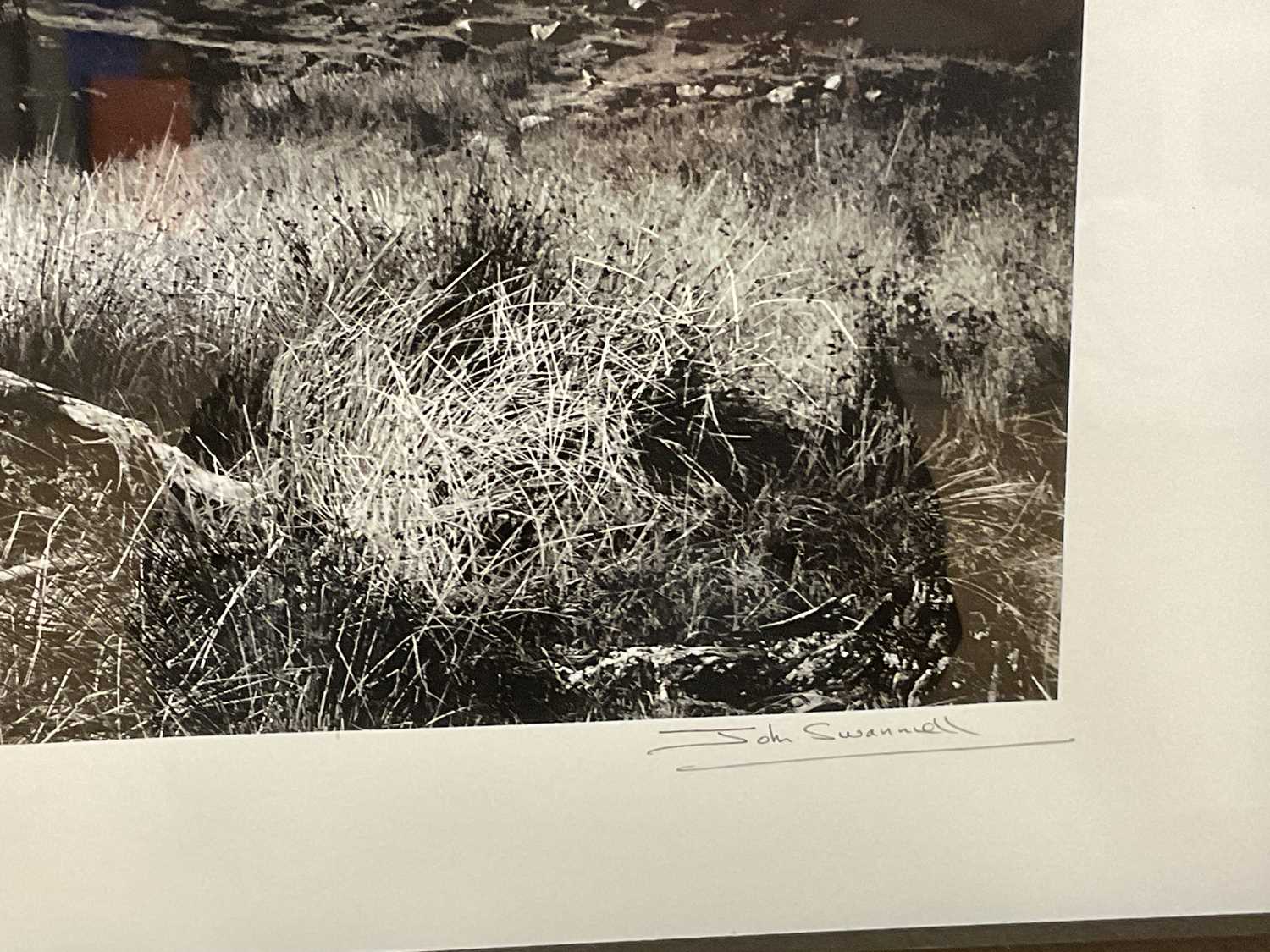 † JOHN SWANNELL; signed limited edition black and white photographic print, 'Becky In Uprooted - Image 3 of 4