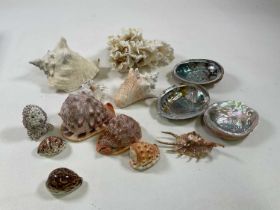 A display of seashells presented within graduated baskets.