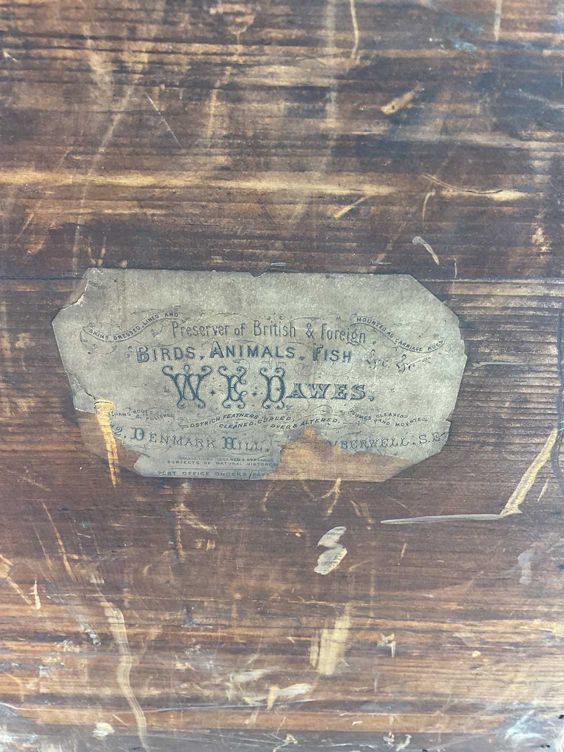 A six drawer specimen cabinet containing samples of ore and fossils, with original sales label on - Bild 8 aus 8