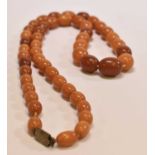 A vintage butterscotch/egg yolk graduated amber bead necklace, length 81cm, the largest bead