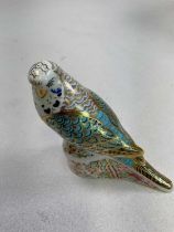 ROYAL CROWN DERBY; a 'Sky Blue Budgerigar' paperweight, limited edition no. 81/1000, with gold