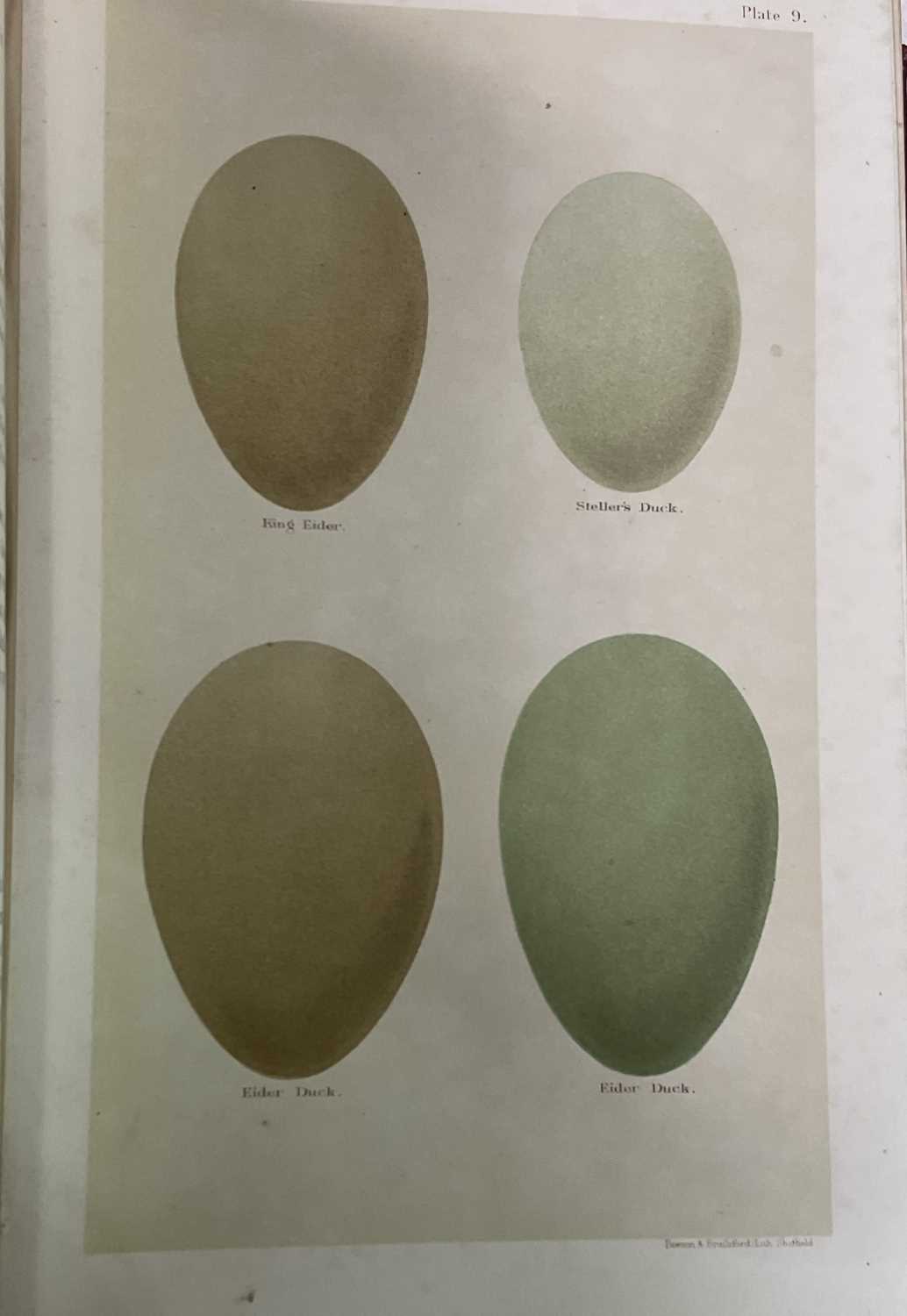 HENRY SEEBOHM & R. BOWDLER-SHARPE; 'Coloured Figures of the Eggs of British Birds', with numerous - Bild 6 aus 6