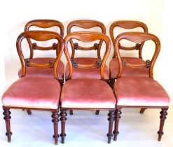 A set of six Victorian mahogany balloon back chairs with tapered ring turned front supports, with