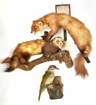 Four taxidermy animals, comprising a European pine marten, a mink, a European green woodpecker and a