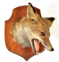 A taxidermy fox head on an oak shield-shaped wall mount, height 29cm. Condition Report: - Overall ok