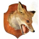 A taxidermy fox head on an oak shield-shaped wall mount, height 29cm. Condition Report: - Overall ok