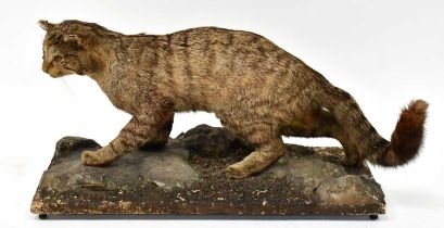 A Victorian taxidermy of a wild cat (felis sylvestris), modelled standing four square, on a