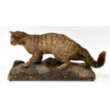 A Victorian taxidermy of a wild cat (felis sylvestris), modelled standing four square, on a