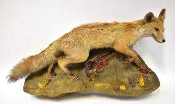 A taxidermy of a young vixen, on a wall-mounted naturalistic base with tree root and moss, height