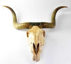 A pair of cow horns, width approx. 90cm and a horse's skull, length approx. 54cm (2).