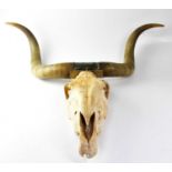 A pair of cow horns, width approx. 90cm and a horse's skull, length approx. 54cm (2).