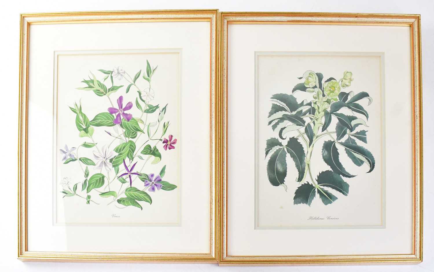 JOHN NASH (1893-1977); a set of twelve colour lithographs, English Garden Flowers, printed by W S - Image 4 of 6