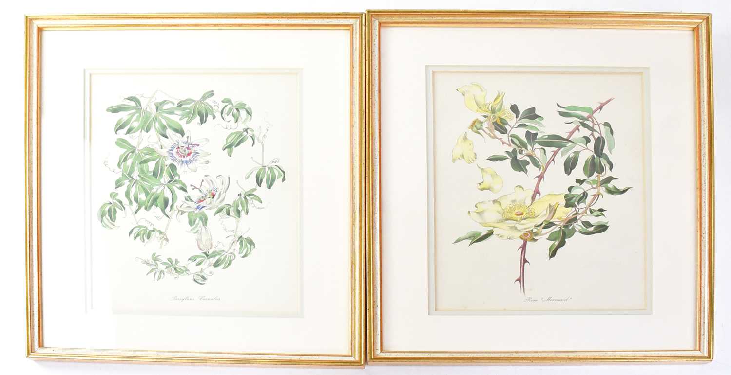 JOHN NASH (1893-1977); a set of twelve colour lithographs, English Garden Flowers, printed by W S - Image 5 of 6